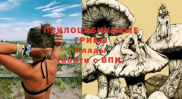шишки Абаза